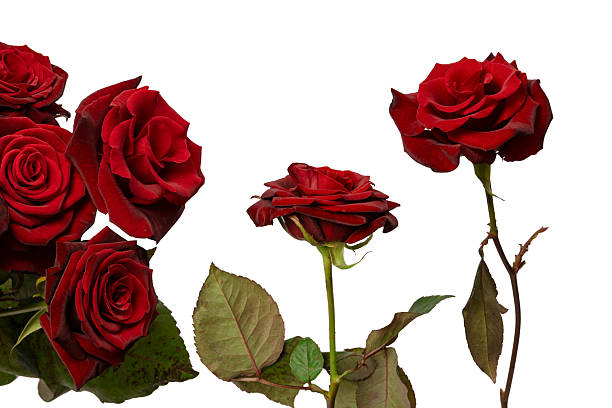 istock Beautiful red rose isolated on white background. 2253962696