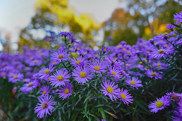 identified as Michaelmas Daisy, located in Treptower park in Berlin. Photographed during the golden hour