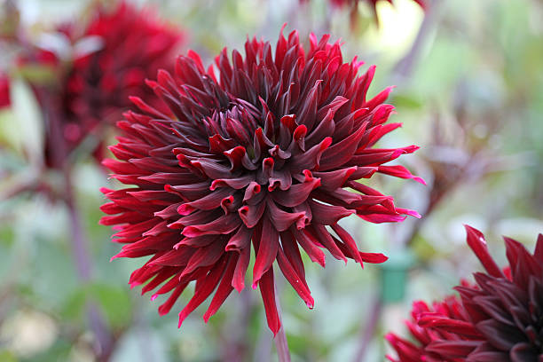 Deep red decorative Dahlia 'Black Jack'  in flower.