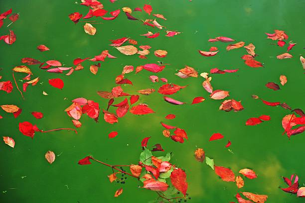A beautiful view of the red leaves in a green pool