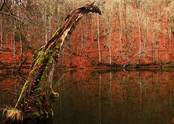 A single tree by the lake, symbolizing solitude and balace. A lone tree by the lake in a moment of perfect stillness