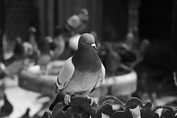 istock Urban pigeon in black and white 2253964797