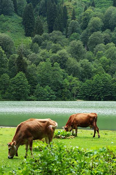 Cows grazing by the lake in the forest