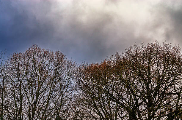 Bare tree branches reach towards a dramatic, cloudy sky in late autumn or early spring
