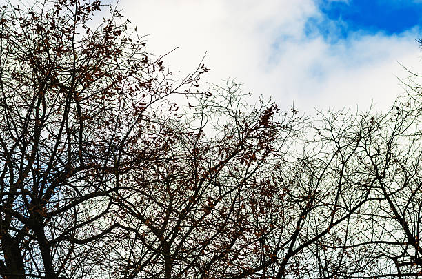 Silhouettes of deciduous trees with sparse leaves reach towards a dynamic sky filled with white clouds and patches of bright blue