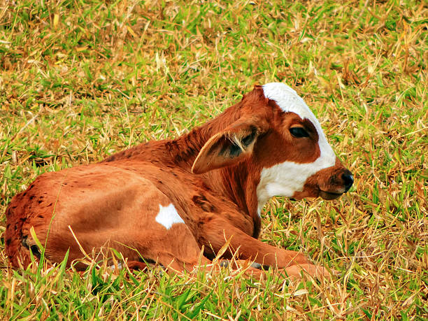 istock Young Brown and White Calf Resting on Grass in Rural Pasture 2253966589