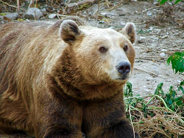 The brown bear (Ursus arctos), beast in a close-up view.