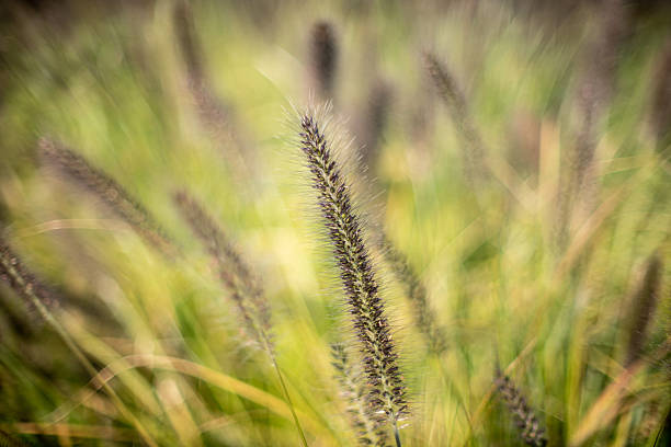 Close-up of wild grass with blurred background