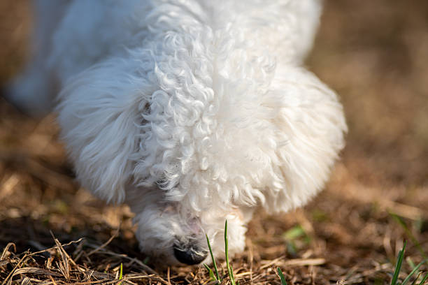 A fluffy white dog sniffing the ground outdoors.