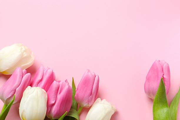 istock Beautiful fresh tulips on color background, top view 2253968921