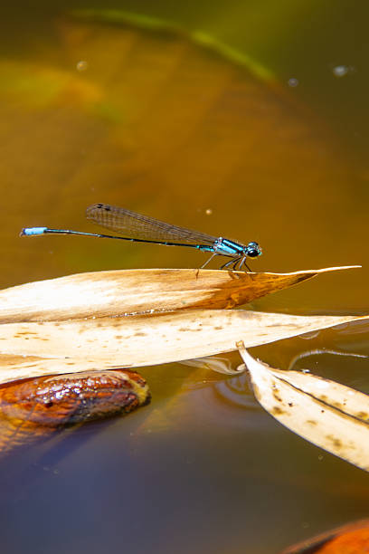 istock Blue damselfly (Zygoptera) perched on a dry leaf floating on dark, reflective water. Insect, nature, macro, aquatic. 2253969142