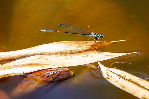 Blue damselfly (Zygoptera) perched on a dry leaf floating on dark, reflective water. Insect, nature, macro, aquatic.