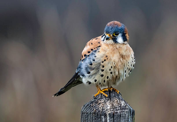 istock American kestrel (Falco sparverius) is the smallest and most common falcon in North America. Though it has been called the American sparrowhawk. Gray Lodge Wildlife Area in the Sacramento Valley, Butte County, California 2253969708