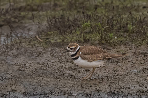 The killdeer (Charadrius vociferus) is a large plover found in the Americas. Its shrill, two-syllable call is often heard, sounding like kill deer. Sacramento National Wildlife Refuge, Sacramento Valley, California