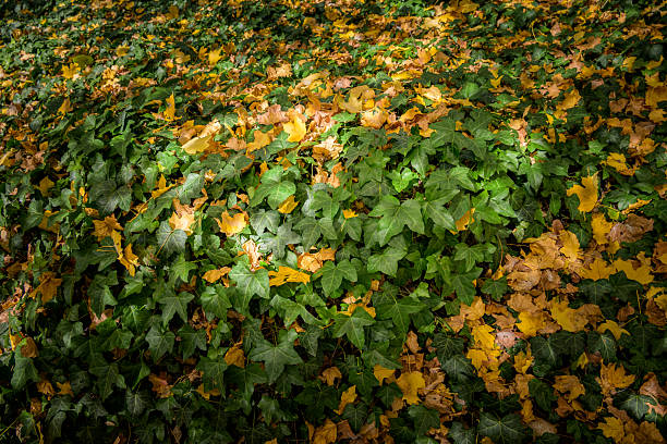 A lush carpet of green ivy interspersed with fallen yellow leaves.