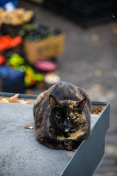 A tortoiseshell cat resting on a ledge with blurred market background.