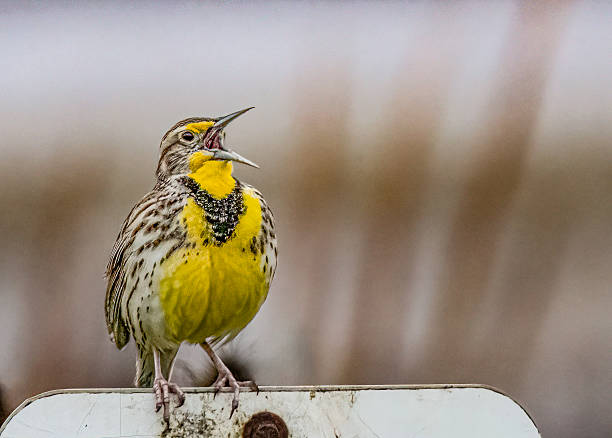 The western meadowlark (Sturnella neglecta) is a medium-sized icterid bird. It is found across western and central North America and is a full migrant, breeding in Canada and the United States with resident populations also found in Mexico. Gray Lodge Wildlife Area in the Sacramento Valley, Butte County, California