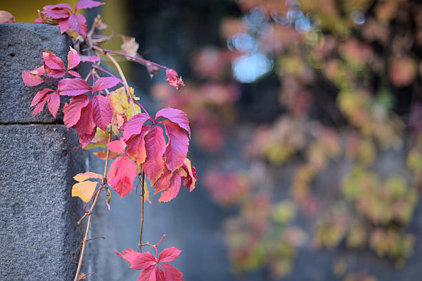 Vibrant autumn leaves in shades of red and yellow on a stone wall, blurred background with colorful foliage, capturing the essence of fall