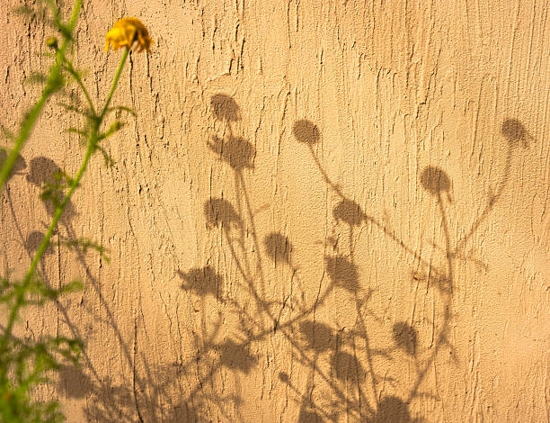 Shadow of the branches of a corn marigold flower, before blooming in spring