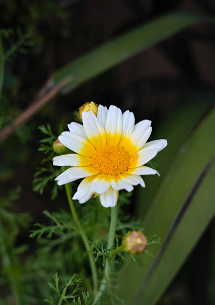 istock A crown daisy in full bloom during spring time showing its vibrant colors in a local backyard 2253972069