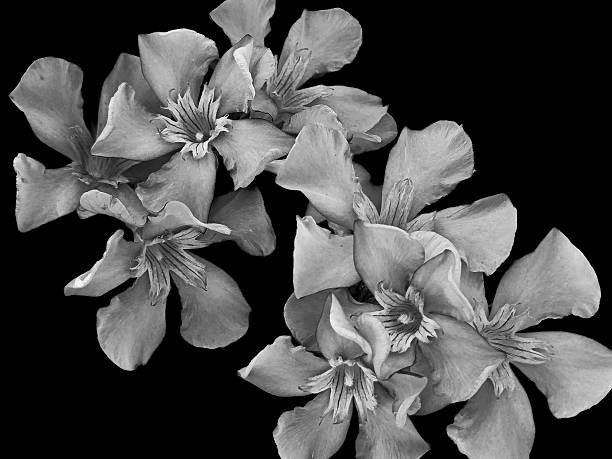 Monochrome high-resolution image showing NERIUM OLEANDER flowers with clean black background. Digitally edited to emphasize natural texture and elegant petal structure. Suitable as a floral illustration, design texture or print element. Created from original photography,