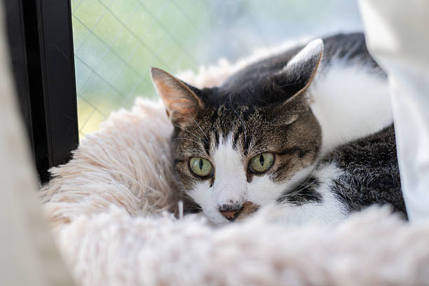istock Cute cat relaxing by the window 2253972639