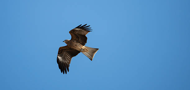 istock Black kite flying in the sky 2253972700