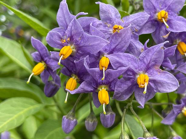istock Chilean nightshade in flower 2253974598