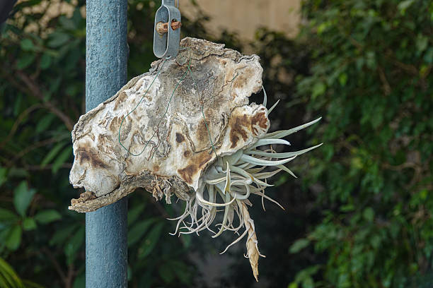 istock A piece of driftwood adorned with air plants hangs from a metal post. This rustic decor is set against a backdrop of rich green foliage 2253975373