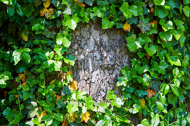 Green ivy leaves climbing across textured tree bark in natural light