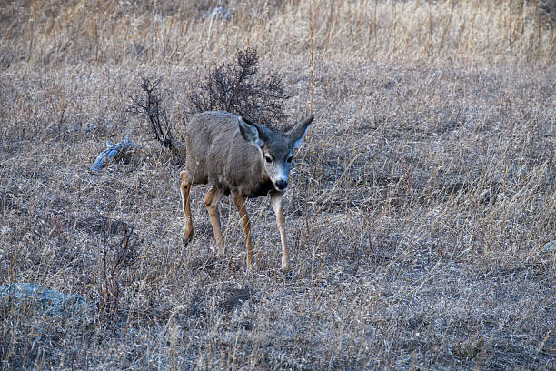 Close up of a young deer walking towards the camera in Rocky Mountain National Park