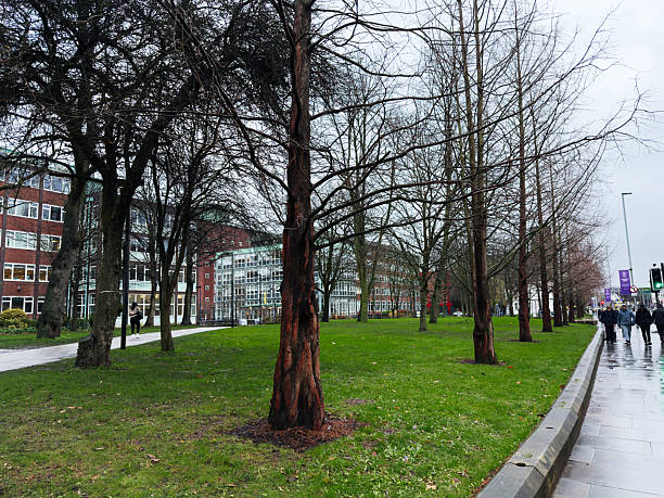 Manchester, UK - December 06, 2025: Overcast campus scene in Manchester with bare trees, green lawn, and pedestrians on a wet sidewalk.