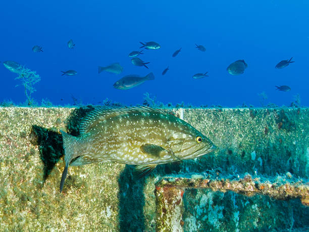 Mycteroperca rubra