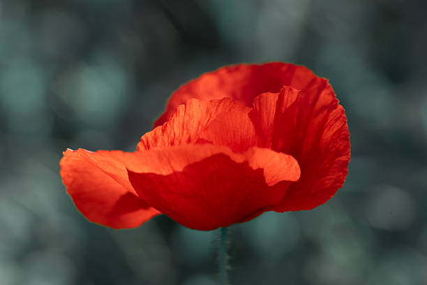 istock Ethereal Red Poppy Against a Muted Blue Background 2253976990