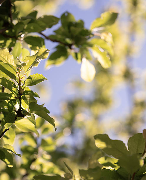 istock Sun-Dappled Leaves in Early Spring Light 2253976999