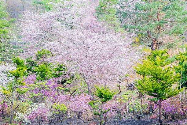 Cherry blossoms in Japan