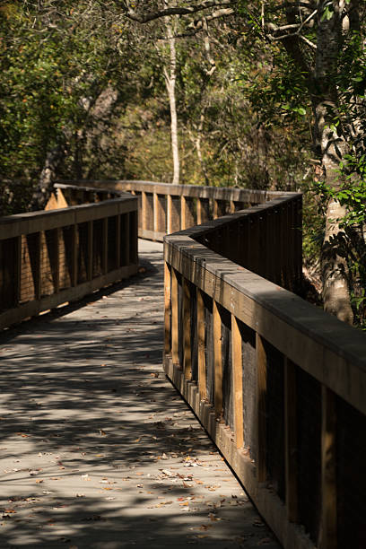 istock Curving Nature Boardwalk Through Forest, Weedon Island Preserve 2253977444