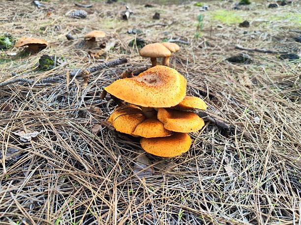 Mushrooms and pine trees