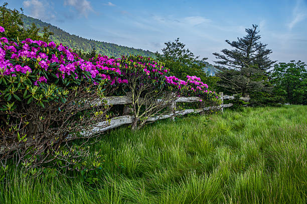 istock Rhododendron blooms along a rustic fence in spring 2253979770