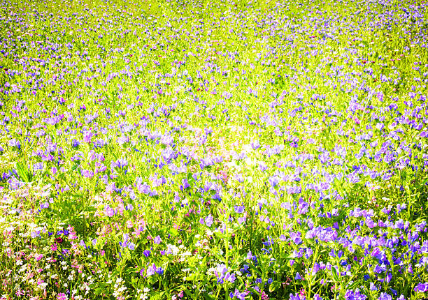 A large area of grass and wildflower species, photographed in August.