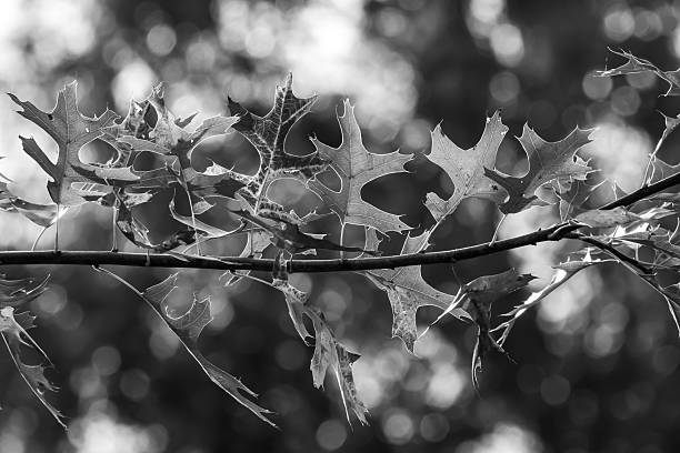 Black and white image of backlit autumn leaves on a small tree branch.