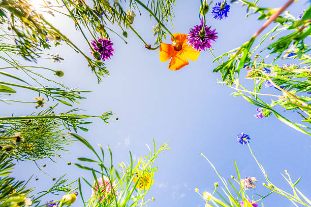 Looking up at wildflowers and long grass growing during August in an uncultivated area of English meadow, against a clear blue sunny sky.
