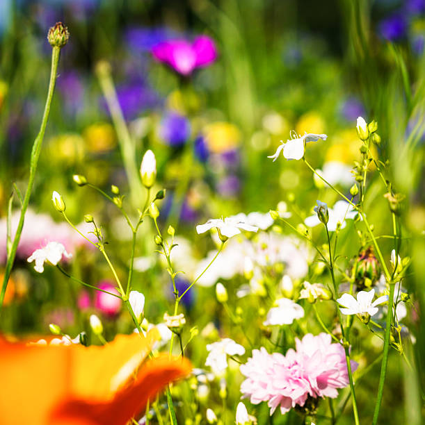 Beautiful wildflowers growing in long grass during summer in an English pasture.