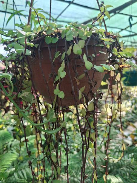 istock Hanging Pot With Trailing Vines and Small Green Leaves in Garden Setting 2253982811