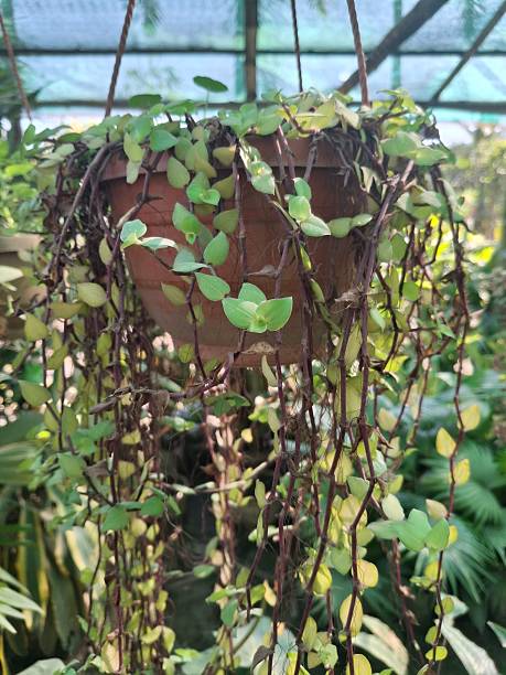 istock Hanging Pot With Trailing Vines and Small Green Leaves in Garden Setting 2253982812