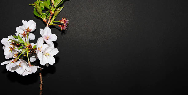 istock cherry blossom on black background 2253983735