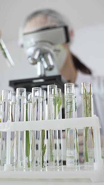 istock Close up of test tubes with a scientist analyzing plant samples in test tubes with a microscope, conducting research in a laboratory. Medicine, healthcare and science concept 2253983970