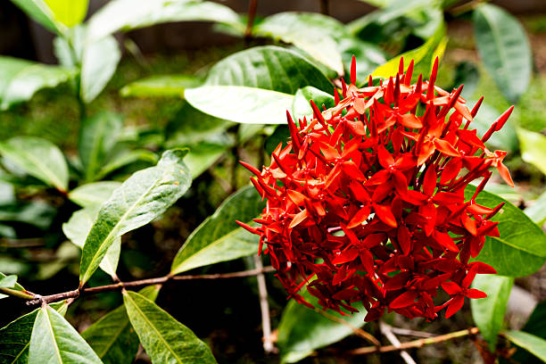Vibrant red tropical flowers blooming in a dense cluster. The image captures the intricate details of the small petals and buds against natural foliage.