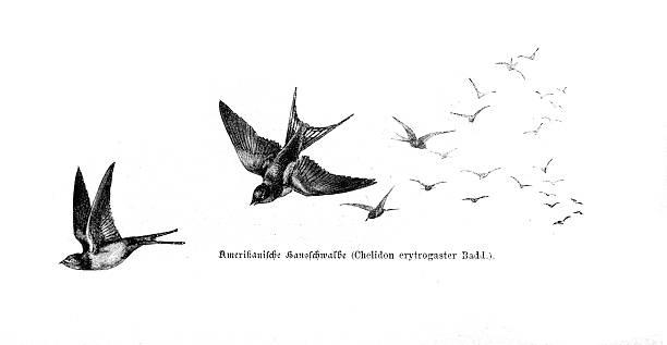 Natural history illustration showing several American barn swallows in flight, depicted at different distances and wing positions.