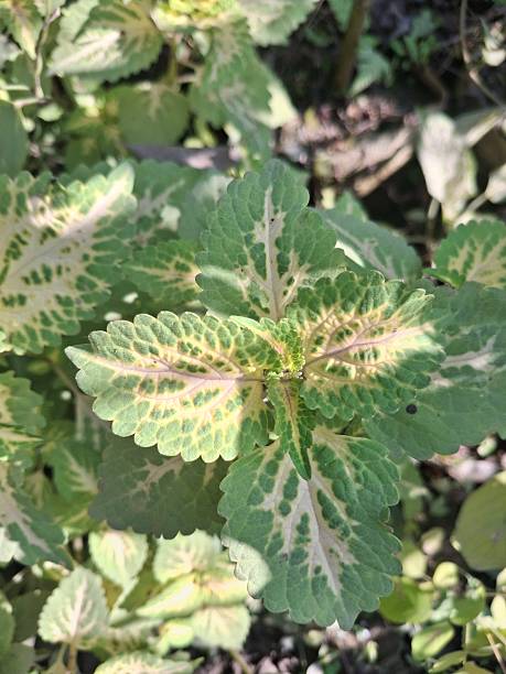 istock Variegated Leaves With Green and Cream Patterns in Lush Garden Foliage 2253984687